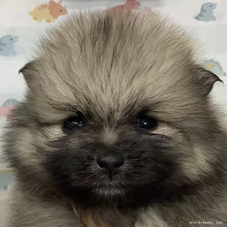 ID:2502-04063の子犬
