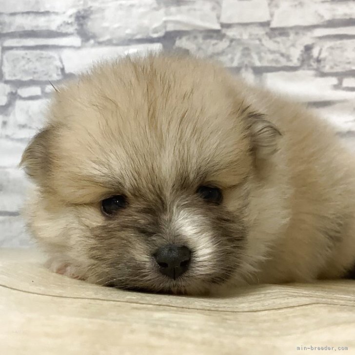 ブリーダー画像