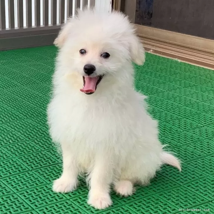 ポメプー(ポメラニアン×トイプードル)【静岡県・男の子・2025年6月26日・ホワイト】の写真1