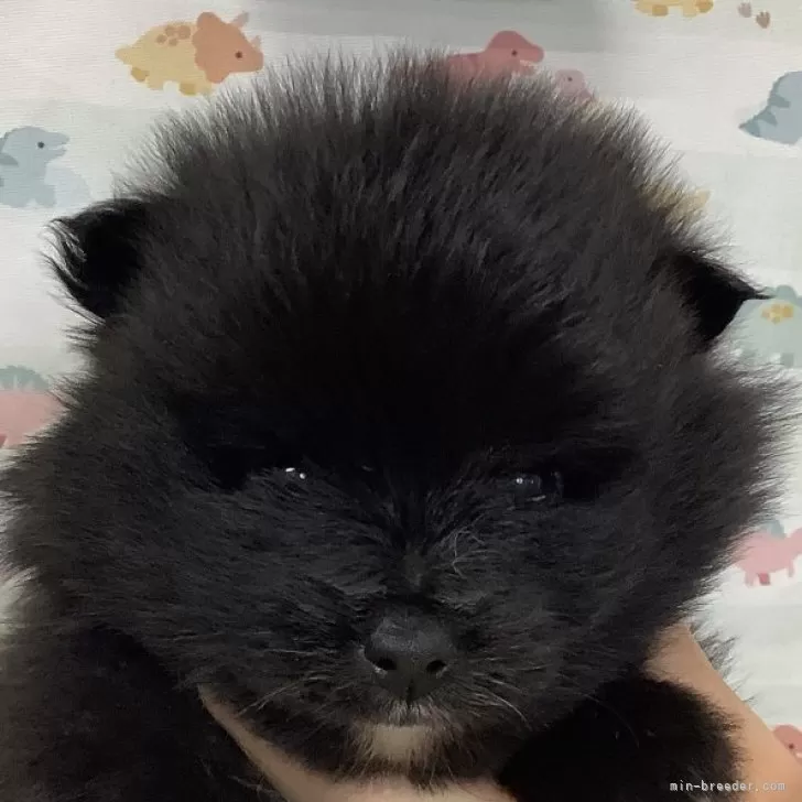 ID：2503-04632の子犬