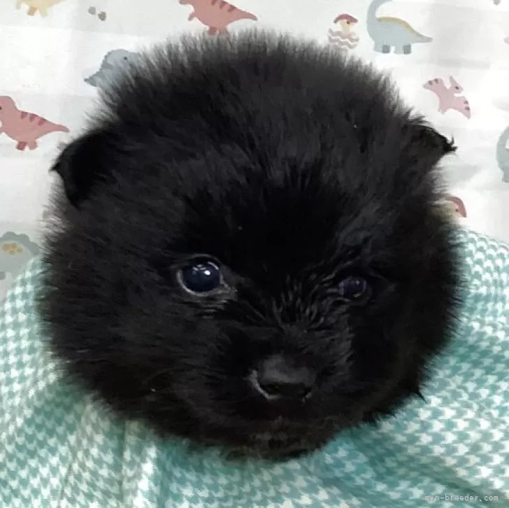 ID:2504-03150の子犬