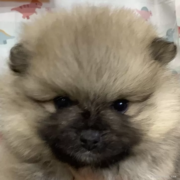 ID：2501-02839の子犬