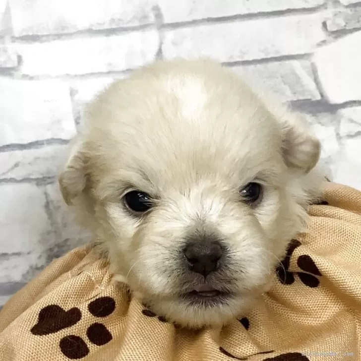 ID:2507-08036の子犬
