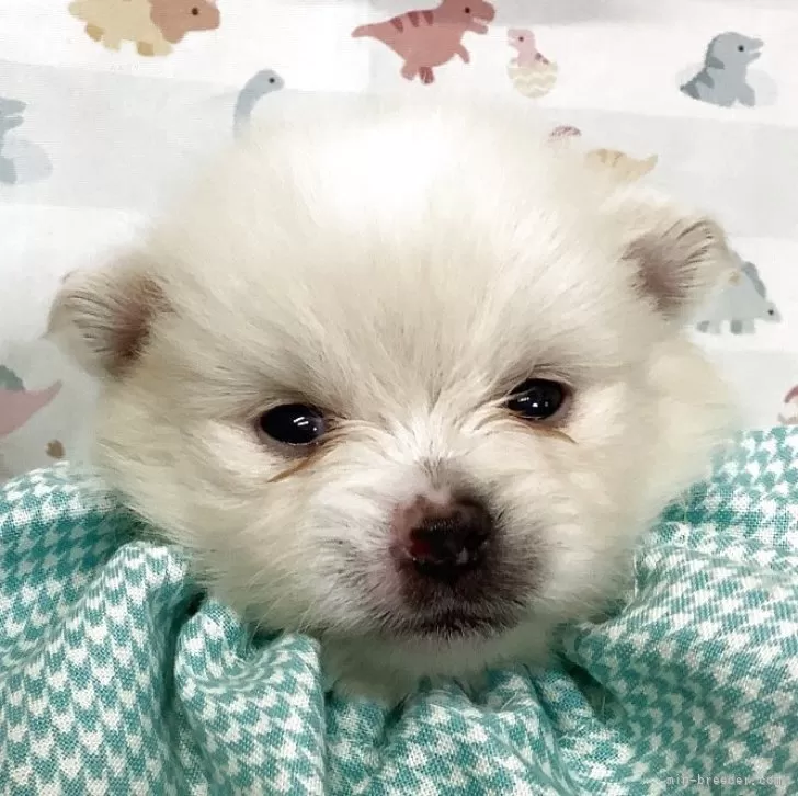 ID：2504-01736の子犬