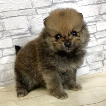 ポメラニアン【静岡県・女の子・2025年11月25日・ブラック】の写真「お喋り好きな女の子💖」