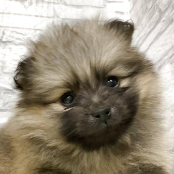 ポメラニアン【静岡県・男の子・2025年10月25日・ウルフセーブル】の写真「キュートなお顔の男の子✨」