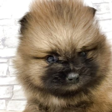 ポメラニアン【静岡県・男の子・2025年10月16日・オレンジセーブル】の写真「まんまるな男の子💙」