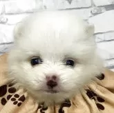 ポメラニアン【静岡県・女の子・2025年5月18日・ホワイト】の写真1