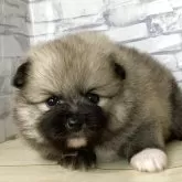 ポメラニアン