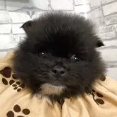 ポメラニアン