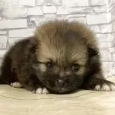 ポメラニアン