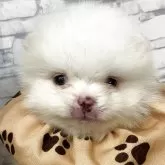 ポメラニアン