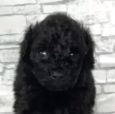 トイプードル(トイ)