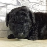 トイプードル(トイ)