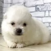 ポメラニアン
