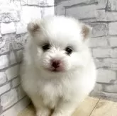 ポメラニアン