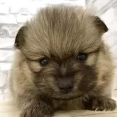 ポメラニアン