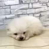 ポメラニアン