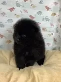 ポメラニアン【静岡県・女の子・2025年1月25日・ブラック】の写真2