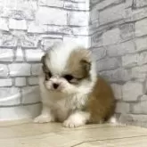 ポメラニアン【静岡県・女の子・2025年10月23日・パーティ】の写真3
