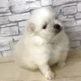 ポメラニアン【静岡県・女の子・2025年10月29日・ホワイト】の写真3