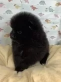 ポメラニアン【静岡県・女の子・2025年1月25日・ブラック】の写真5
