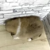 ポメラニアン【静岡県・女の子・2025年10月23日・パーティ】の写真5「背中からの写真です」