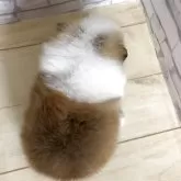 ポメラニアン【静岡県・女の子・2025年10月23日・パーティ】の写真5