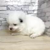 ポメラニアン【静岡県・男の子・2025年10月23日・ホワイト】の写真5