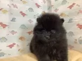 ポメラニアン【静岡県・女の子・2025年1月25日・ブラック】の写真6