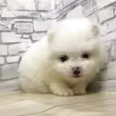 ポメラニアン【静岡県・女の子・2025年5月18日・ホワイト】の写真6