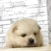 ポメラニアン【静岡県・女の子・2025年8月16日・クリーム】の写真7