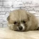 ポメラニアン【静岡県・女の子・2025年10月23日・パーティ】の写真7