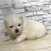 ポメラニアン【静岡県・女の子・2025年10月29日・ホワイト】の写真8