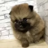 ポメラニアン【静岡県・男の子・2025年10月16日・オレンジセーブル】の写真9