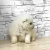 ポメラニアン【静岡県・女の子・2025年5月18日・ホワイト】の写真9