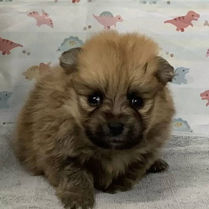 ID：2408-07470の子犬
