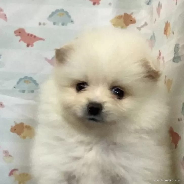 ID:2408-03546の子犬