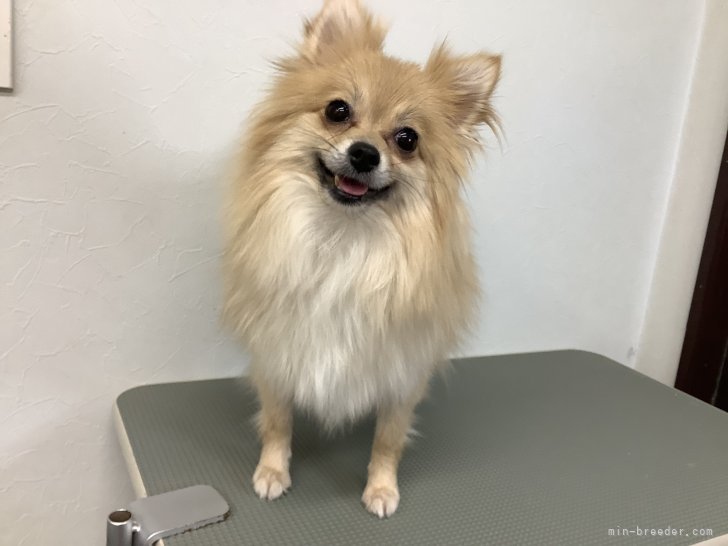 ポメラニアン【・女の子・2022年9月23日・オレンジセーブル】