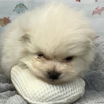 ポメラニアン【静岡県・女の子・2024年7月10日・クリーム】の写真「マイペース」