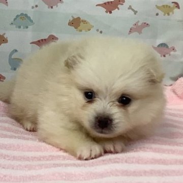 ポメラニアン【静岡県・男の子・2024年7月10日・クリーム】の写真「マイペースボーイ」