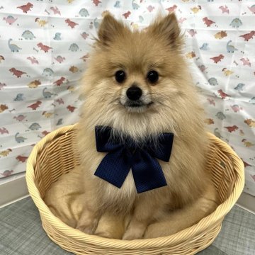 ポメラニアン【静岡県・男の子・2022年7月30日・オレンジ】の写真「王者の貫禄⭐」