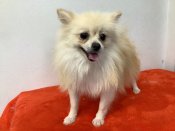 ポメラニアン【・女の子・2023年7月20日・ホワイト&クリーム】