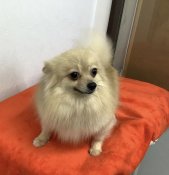 ポメラニアン【・女の子・2021年7月23日・オレンジセーブル】