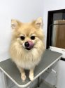 ポメラニアン【・女の子・2021年7月23日・オレンジセーブル】