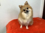 ポメラニアン【・女の子・2021年7月2日・オレンジセーブル】