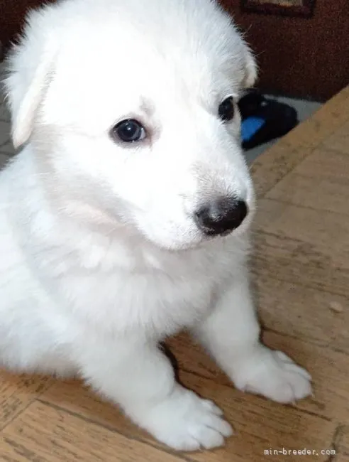 ID：2110-03419の子犬