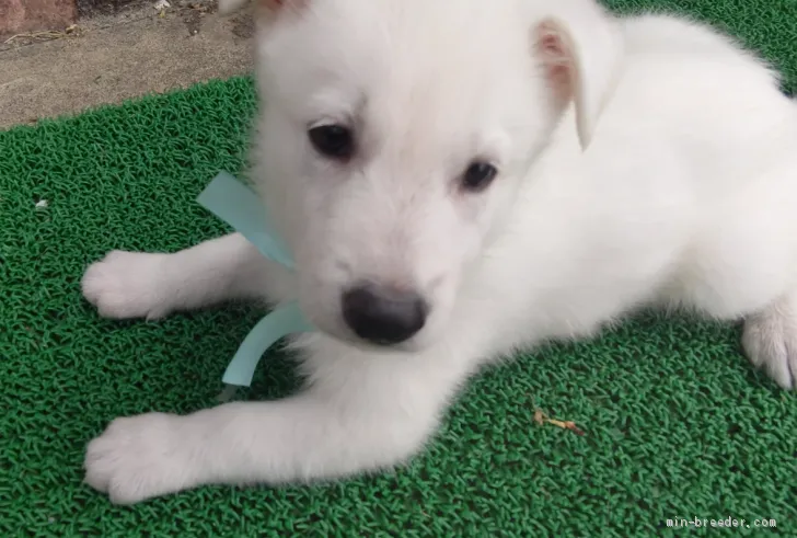 ID:2010-00883の子犬