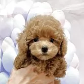 ティーカッププードル