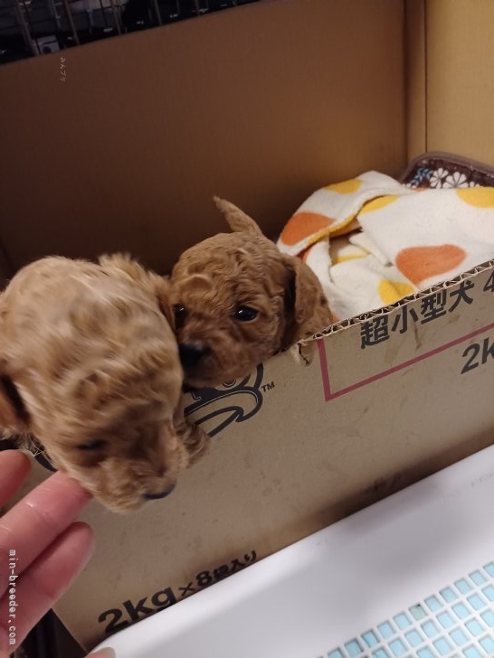 風岡香ブリーダーのブログ：可愛い仔犬